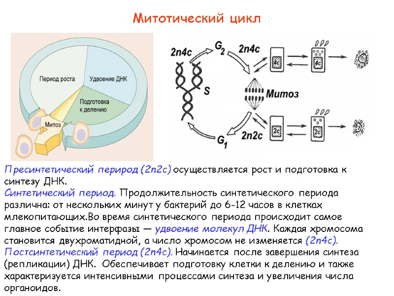 Митотический цикл Пресинтетический перирод (2n2c) осуществляется рост и подготовка к синтезу ДНК. Синтетический период.